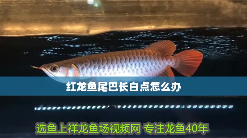 紅龍魚尾巴長白點怎么辦 紅龍魚尾巴長白點怎么辦 龍魚百科 第2張
