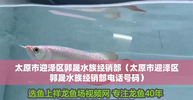 太原市迎澤區郭晟水族經銷部（太原市迎澤區郭晟水族經銷部電話號碼）