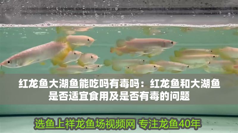 詳細(xì)閱讀:紅龍魚(yú)大湖魚(yú)能吃嗎有毒嗎:紅龍魚(yú)和大湖魚(yú)是否適宜食用及是否有毒的問(wèn)題 紅龍魚(yú)大湖魚(yú)能吃嗎有毒嗎:紅龍魚(yú)和大湖魚(yú)是否適宜食用及是否有毒的問(wèn)題