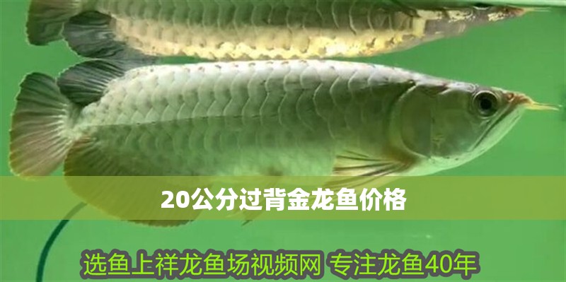 20公分過背金龍魚價格 龍魚百科 第2張 20公分過背金龍魚價格 20公分過背金龍魚價格 龍魚百科 第2張