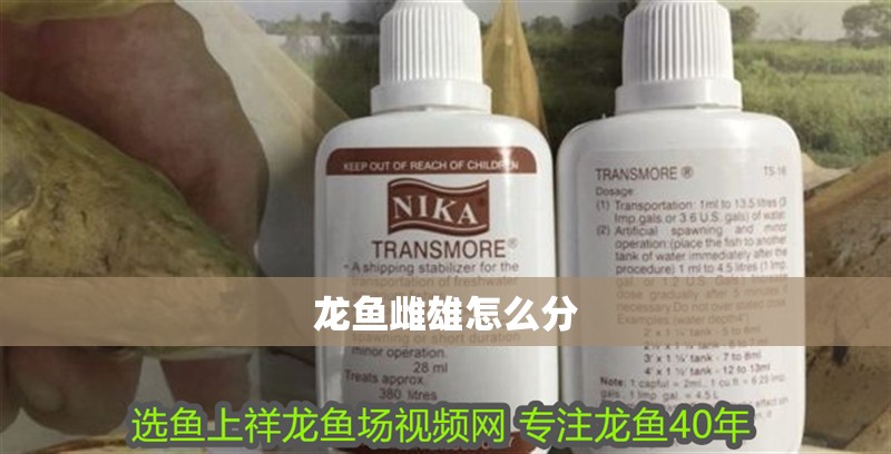 龍魚雌雄怎么分 龍魚雌雄怎么分 龍魚百科 第2張