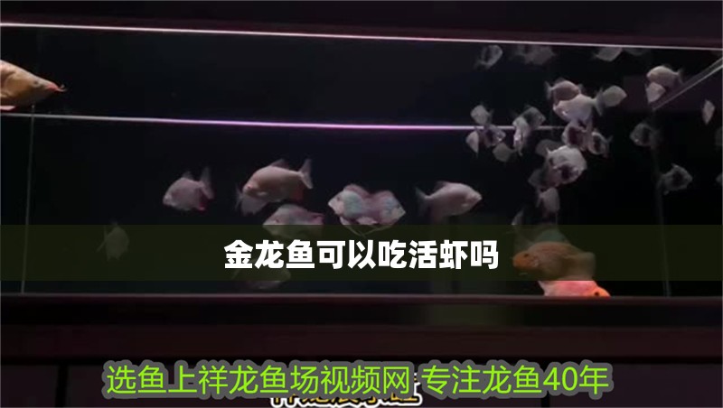 金龍魚可以吃活蝦嗎 龍魚百科 第2張 金龍魚可以吃活蝦嗎 金龍魚可以吃活蝦嗎 龍魚百科 第2張