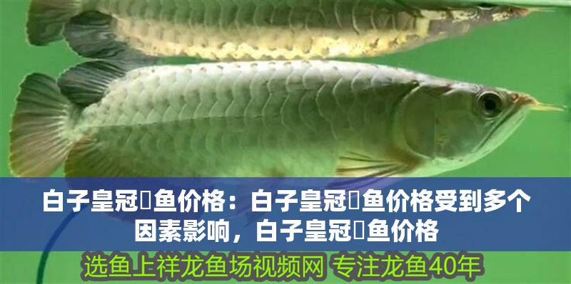 白子皇冠魟魚價格：白子皇冠魟魚價格受到多個因素影響，白子皇冠魟魚價格 白子皇冠魟魚價格：白子皇冠魟魚價格受到多個因素影響，白子皇冠魟魚價格 魟魚百科 第2張