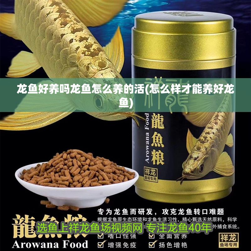 龍魚好養(yǎng)嗎龍魚怎么養(yǎng)的活(怎么樣才能養(yǎng)好龍魚)