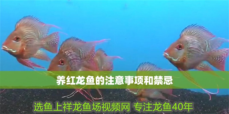 養(yǎng)紅龍魚的注意事項和禁忌