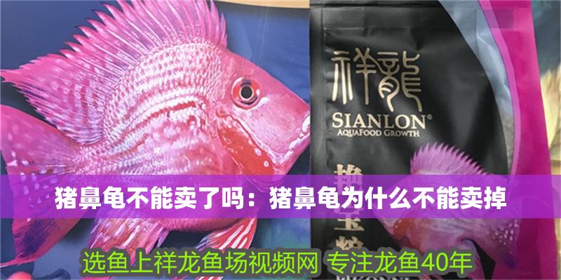 豬鼻龜不能賣了嗎：豬鼻龜為什么不能賣掉 豬鼻龜不能賣了嗎：豬鼻龜為什么不能賣掉 豬鼻龜百科 第1張