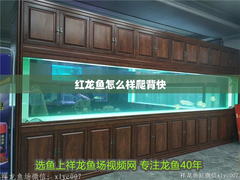紅龍魚怎么樣爬背快