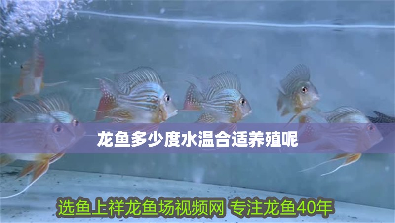 龍魚(yú)多少度水溫合適養(yǎng)殖呢