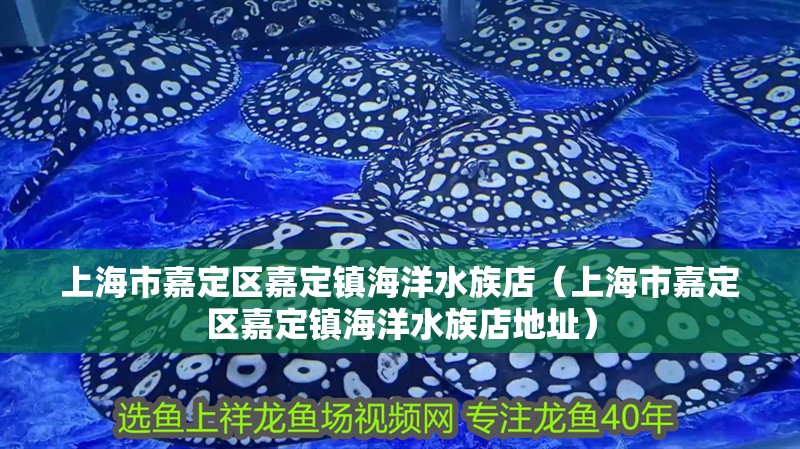 上海市嘉定區嘉定鎮海洋水族店（上海市嘉定區嘉定鎮海洋水族店地址）