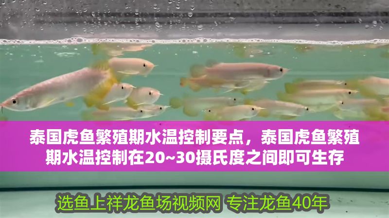 泰國虎魚繁殖期水溫控制要點，泰國虎魚繁殖期水溫控制在20~30攝氏度之間即可生存