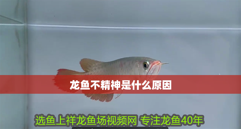 龍魚不精神是什么原因 龍魚不精神是什么原因 龍魚百科 第2張