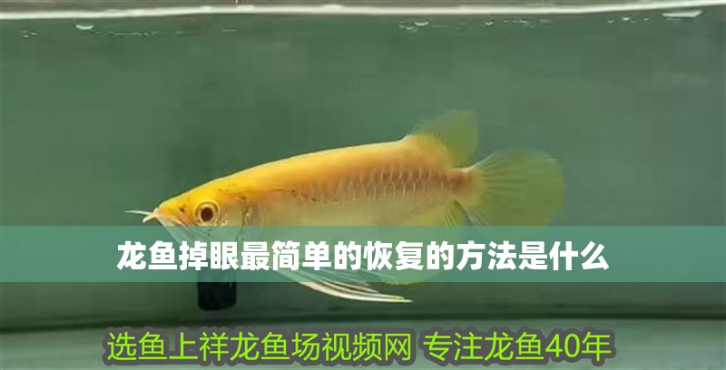 龍魚掉眼最簡單的恢復的方法是什么
