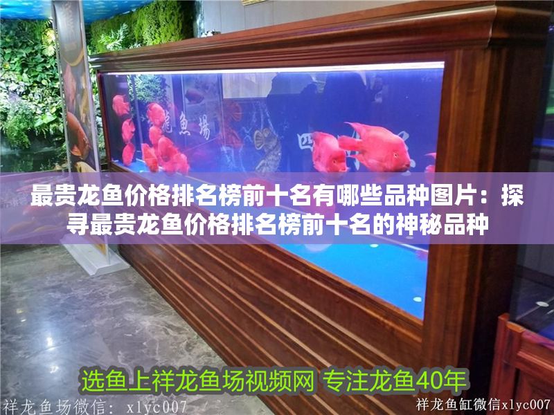 最貴龍魚價格排名榜前十名有哪些品種圖片：探尋最貴龍魚價格排名榜前十名的神秘品種