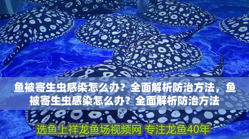 魚被寄生蟲感染怎么辦？全面解析防治方法，魚被寄生蟲感染怎么辦？全面解析防治方法 魚被寄生蟲感染怎么辦？全面解析防治方法，魚被寄生蟲感染怎么辦？全面解析防治方法 龍魚常見疾病 第1張