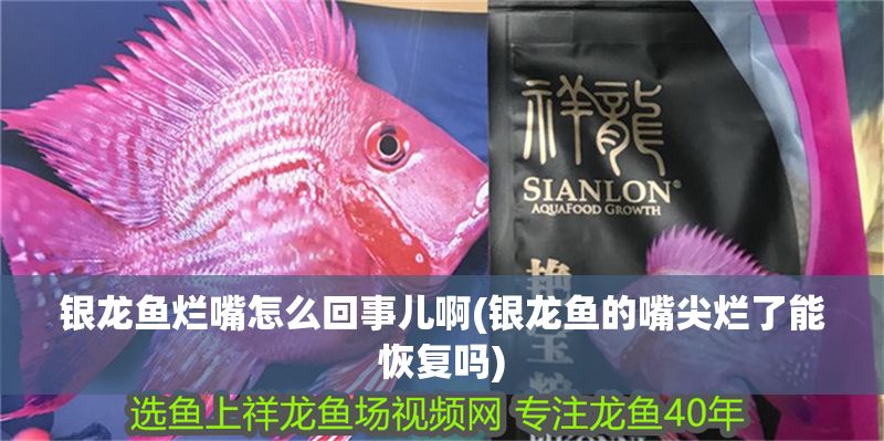 銀龍魚爛嘴怎么回事兒啊(銀龍魚的嘴尖爛了能恢復嗎)