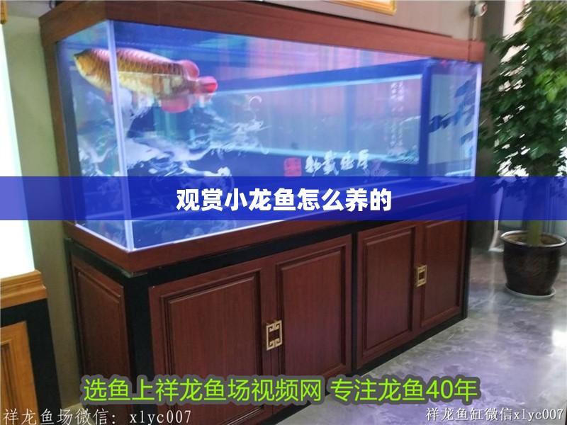 觀賞小龍魚怎么養(yǎng)的