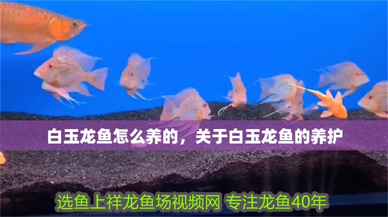 白玉龍魚怎么養的，關于白玉龍魚的養護