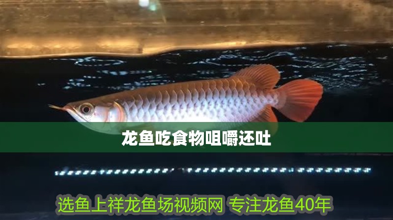 龍魚吃食物咀嚼還吐