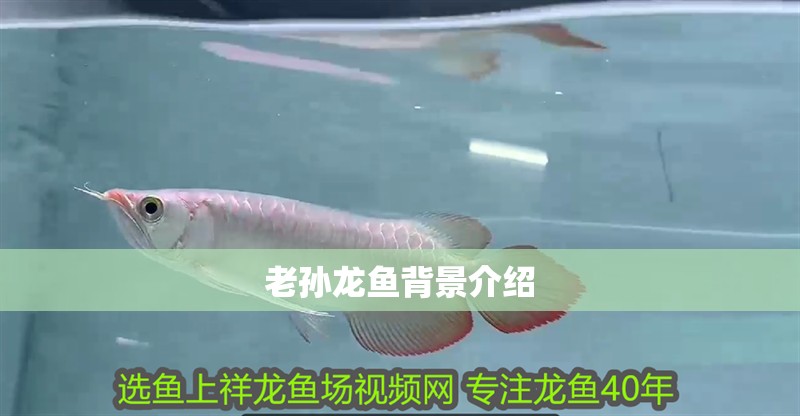 老孫龍魚背景介紹
