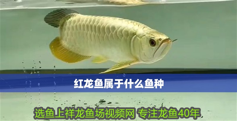 紅龍魚屬于什么魚種 紅龍魚屬于什么魚種 龍魚百科 第2張