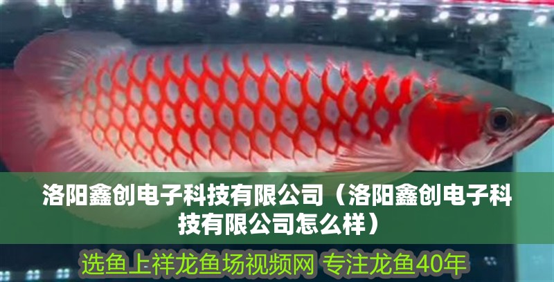 洛陽鑫創電子科技有限公司（洛陽鑫創電子科技有限公司怎么樣）