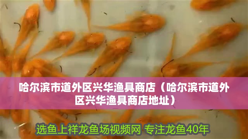 哈爾濱市道外區興華漁具商店(哈爾濱市道外區興華漁具商店地址) 全國水族館企業名錄 第2張 哈爾濱市道外區興華漁具商店(哈爾濱市道外區興華漁具商店地址) 哈爾濱市道外區興華漁具商店(哈爾濱市道外區興華漁具商店地址) 全國水族館企業名錄 第2張