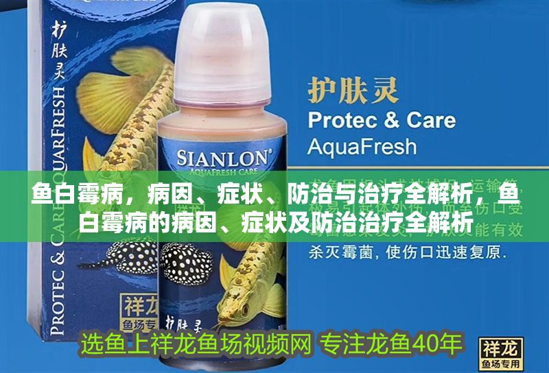 魚白霉病，病因、癥狀、防治與治療全解析，魚白霉病的病因、癥狀及防治治療全解析