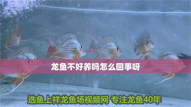龍魚不好養嗎怎么回事呀