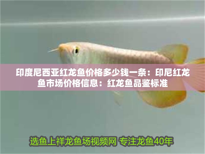 印度尼西亞紅龍魚價格多少錢一條：印尼紅龍魚市場價格信息：紅龍魚品鑒標準