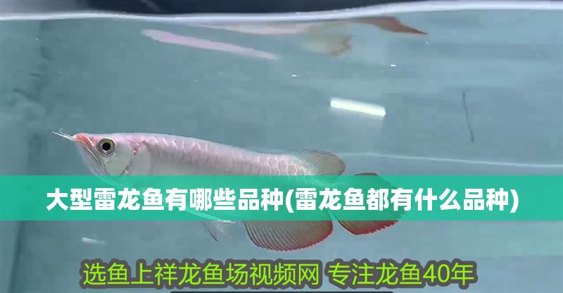 大型雷龍魚有哪些品種(雷龍魚都有什么品種)