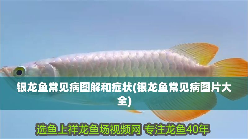 銀龍魚常見病圖解和癥狀(銀龍魚常見病圖片大全)