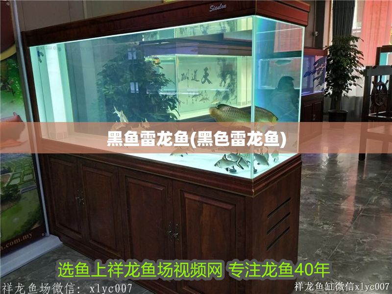 黑魚(yú)雷龍魚(yú)(黑色雷龍魚(yú))