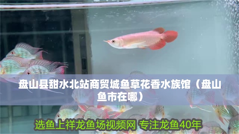 盤山縣甜水北站商貿城魚草花香水族館（盤山魚市在哪）