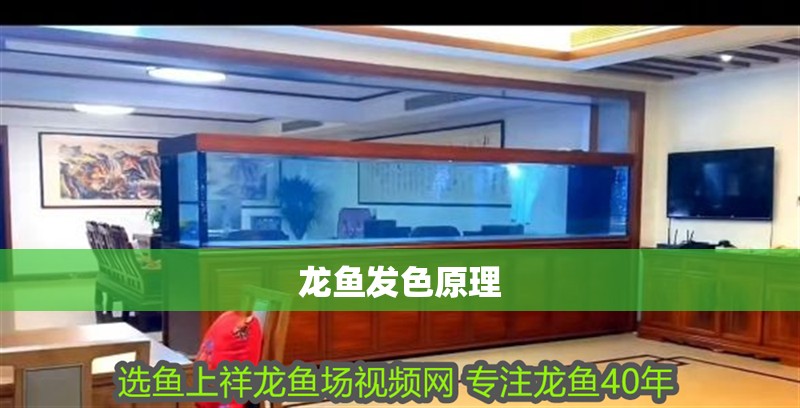 龍魚發色原理