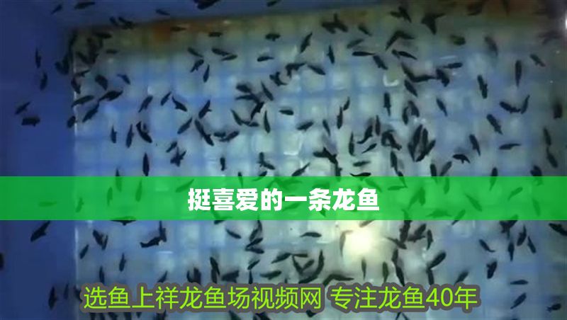 挺喜愛的一條龍魚 魟魚百科 第1張 挺喜愛的一條龍魚 挺喜愛的一條龍魚 魟魚百科 第1張