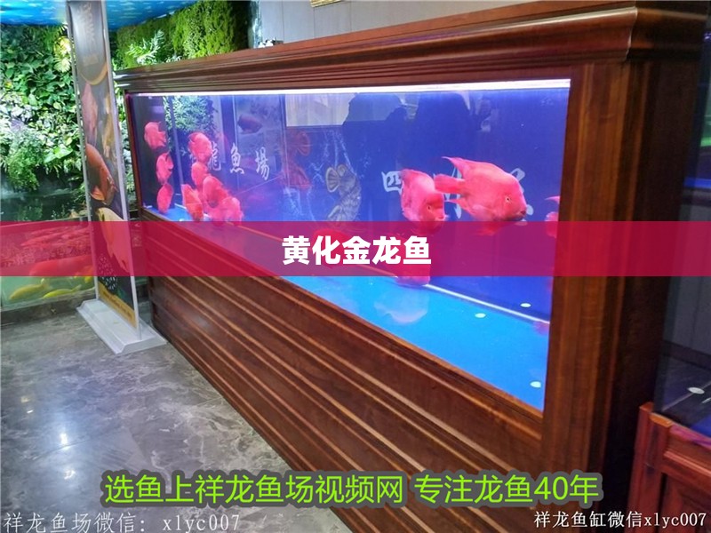 黃化金龍魚 黃化金龍魚 龍魚百科 第2張
