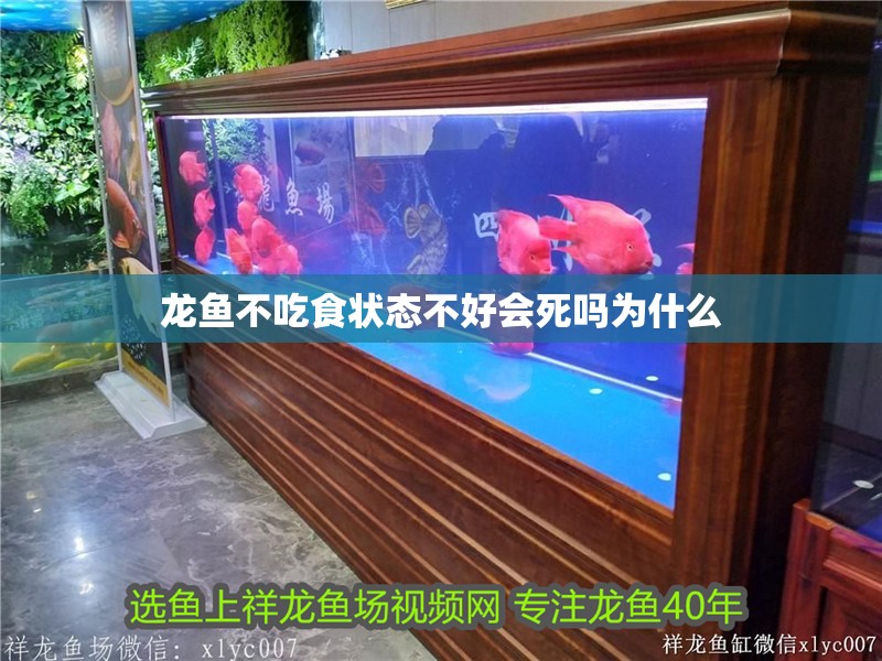 龍魚不吃食狀態不好會死嗎為什么 龍魚百科 第2張 龍魚不吃食狀態不好會死嗎為什么 龍魚不吃食狀態不好會死嗎為什么 龍魚百科 第2張
