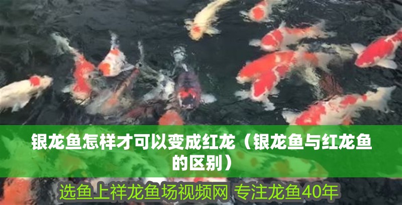 銀龍魚怎樣才可以變成紅龍（銀龍魚與紅龍魚的區別）