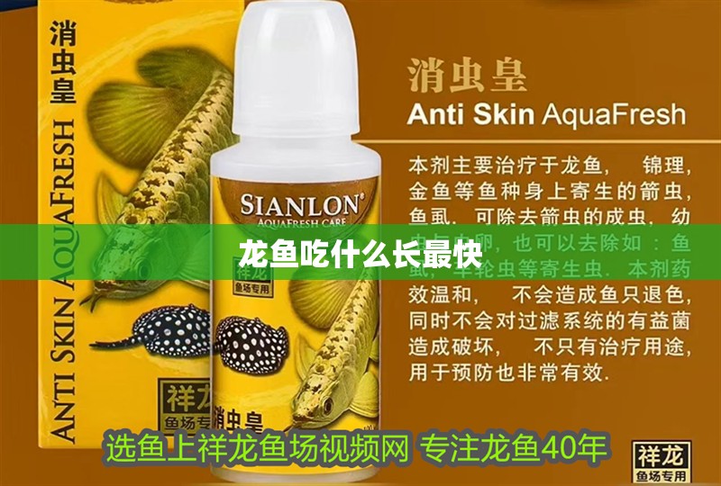 龍魚吃什么長最快