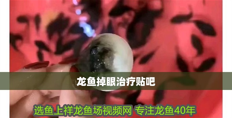 龍魚掉眼治療貼吧