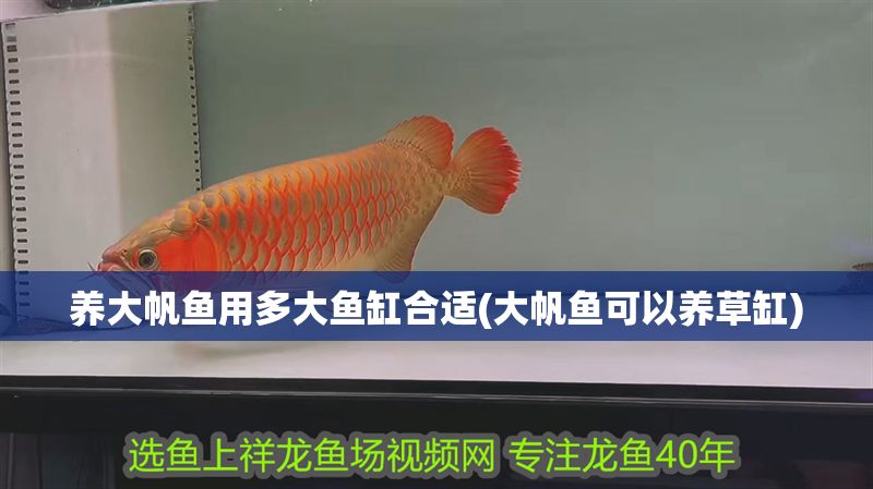 養(yǎng)大帆魚用多大魚缸合適(大帆魚可以養(yǎng)草缸)