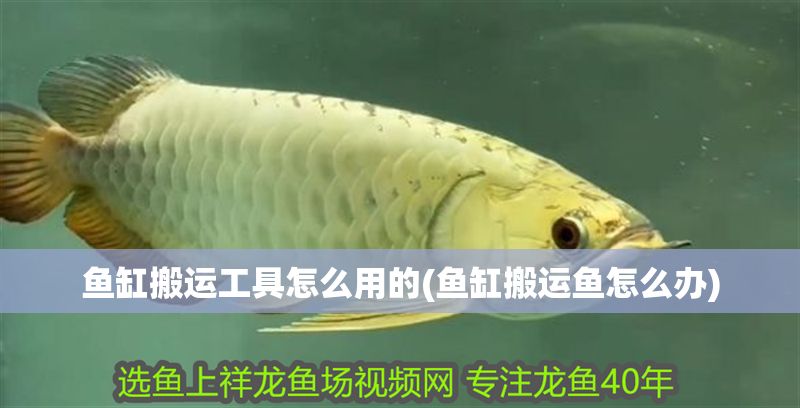 魚缸搬運工具怎么用的(魚缸搬運魚怎么辦)