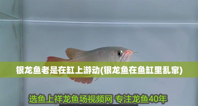 銀龍魚老是在缸上游動(銀龍魚在魚缸里亂竄)
