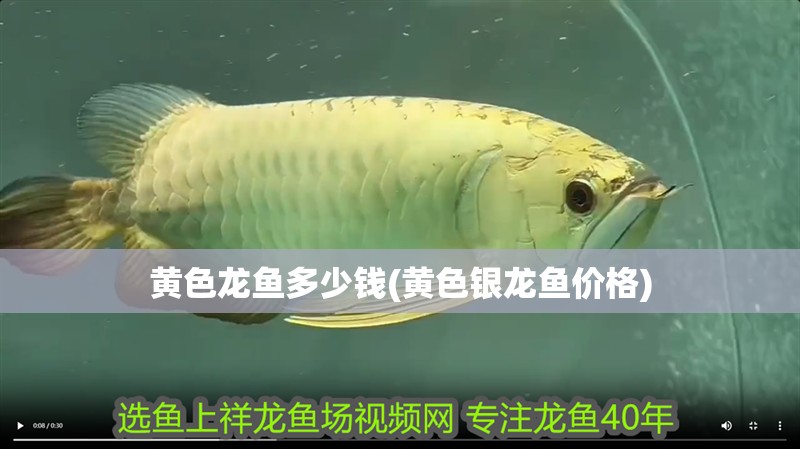 黃色龍魚多少錢(黃色銀龍魚價格)