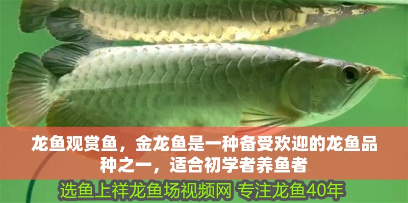龍魚觀賞魚，金龍魚是一種備受歡迎的龍魚品種之一，適合初學者養(yǎng)魚者