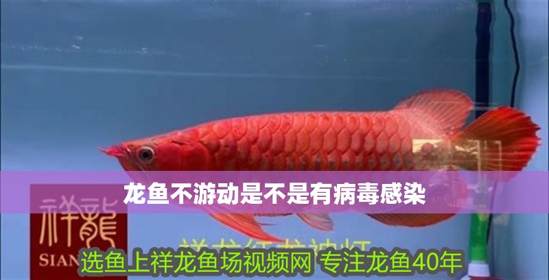 龍魚不游動是不是有病毒感染