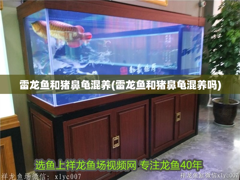 雷龍魚和豬鼻龜混養(雷龍魚和豬鼻龜混養嗎) 雷龍魚和豬鼻龜混養(雷龍魚和豬鼻龜混養嗎) 豬鼻龜百科