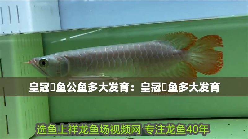 皇冠魟魚公魚多大發育：皇冠魟魚多大發育
