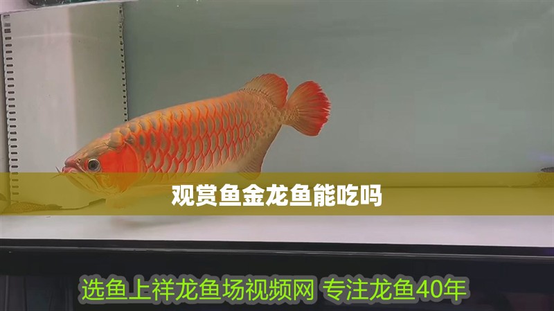 觀賞魚金龍魚能吃嗎 觀賞魚金龍魚能吃嗎 龍魚百科 第2張