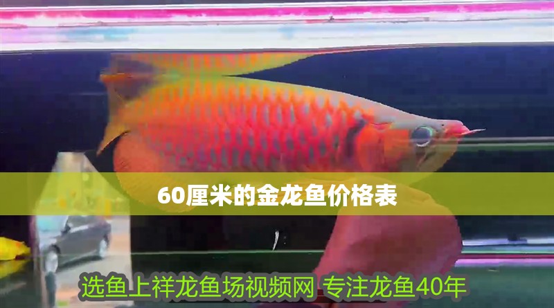 60厘米的金龍魚價格表 60厘米的金龍魚價格表 龍魚百科 第2張